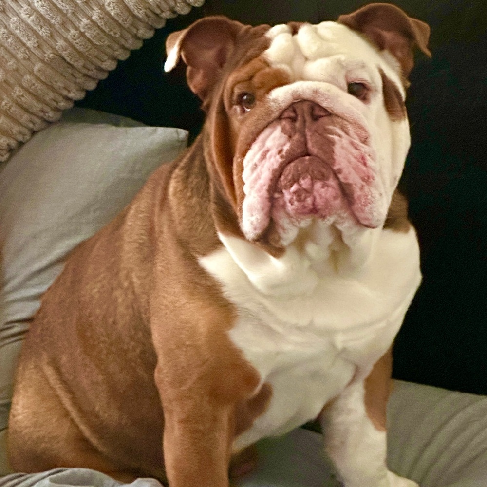 🍖 Bones for Bouncer 🍖